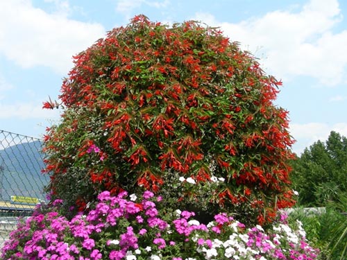 B. ‘Bonfire’